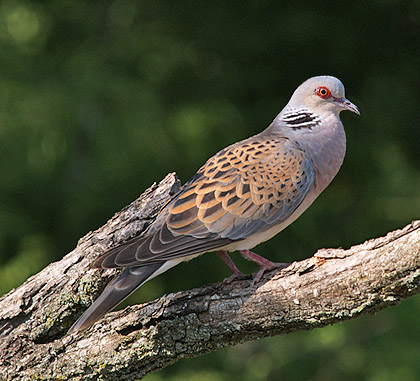 Streptopelia turtur